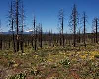 Climate change, wildfires transforming biodiversity hotspot in Northern California