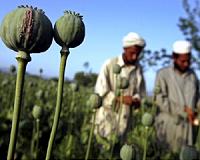 Afghan farmers fleeing drought face more hardship in camps