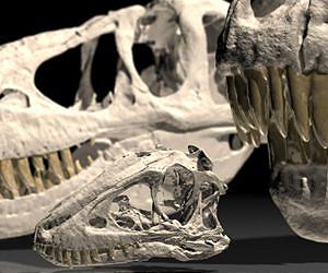 Immature skull led young tyrannosaurs to rely on speed, agility to catch prey