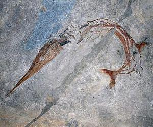 Exceptional fossil fish reveals new evolutionary mechanism for body elongation