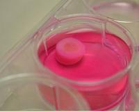 3-D printing produces cartilage from strands of bioink
