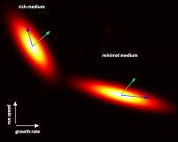 Genetic mutation trade-offs lead to parallel evolution