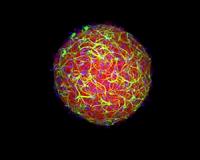 An accessible approach to making a mini-brain