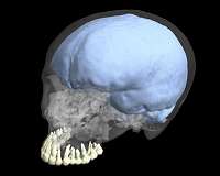 New study finds evolution of brain and tooth size were not linked in humans