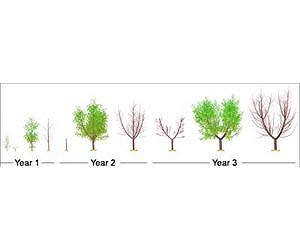 Introducing L-PEACH: Tool for understanding peach tree development