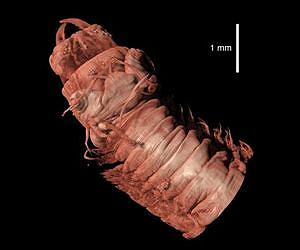 Biodiversity exploration in the 3D era