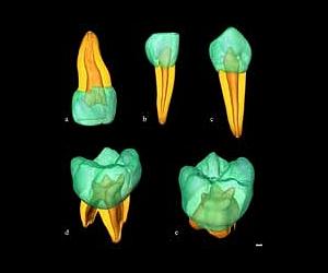30000-Year-Old Teeth Shed New Light On Human Evolution
