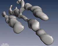 3D imaging may improve understanding of biofuel plant materials