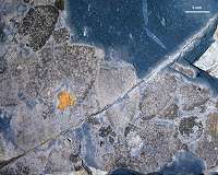 Fossil treasure-trove reveals post-extinction world ruled by sponges