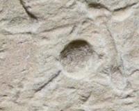 500 million-year-old fossils show how extinct organisms attacked their prey