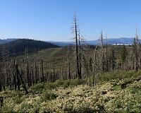 'Goldilocks fires' can enhance biodiversity in Western forests