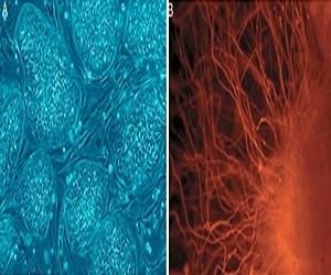 Stem Cells: The Next Generation