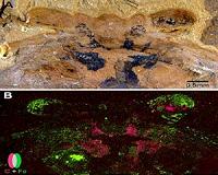 Ancient brains turn paleontology on its head