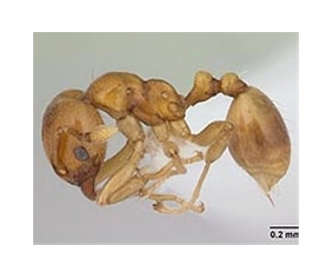 China's young graduates live 'ant's' life