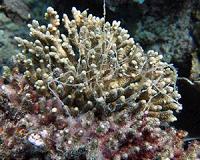 Great Barrier Reef marine reserves combat coral disease