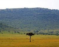 More rain leads to fewer trees in the African savanna