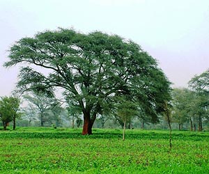 Protected areas in East Africa may not be conserving iconic plants