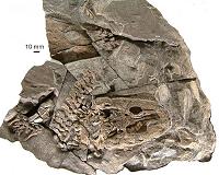 History of tetrapod move onto land rewriten
