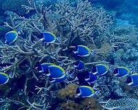 Climate change refuge for corals discovered