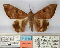 West African nations team up to fight caterpillars