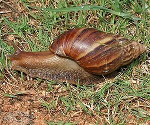 A Study Reveals The Keys To The Locomotion Of Snails