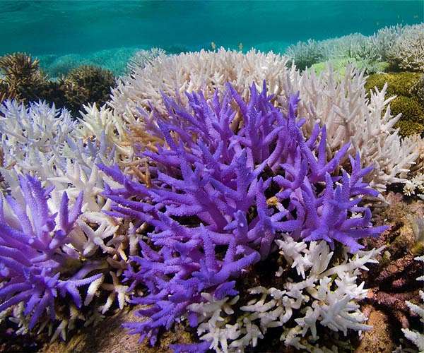 Desperate US bid to engineer corals for climate change