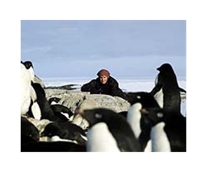 Penguins That Shun Ice Still Lose Big From A Warming Climate