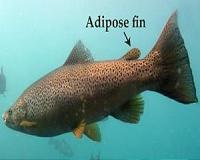 New fins evolve repeatedly in teleost fishes