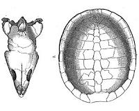 90 million-year-old turtle found in New Mexico
