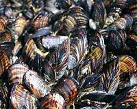 Ocean acidification altering the architecture of California mussel shells