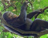 Empathy chimpanzees offer is key to understanding human engagement