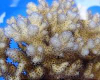 Parental experience may help coral offspring survive climate change