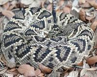 Mapping snake venom variety reveals unexpected evolutionary pattern
