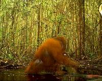 Sick, hungry orangutans fall victim to Indonesia fires crisis