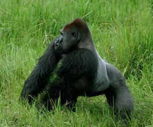 Bigger gorillas better at attracting mates and raising young