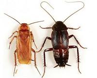 Cockroach-inspired robot can navigate cluttered environs