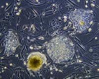 Chinese space scientists study human organs in space