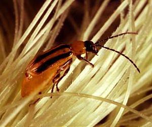 Bigger refuges needed to delay pest resistance to biotech corn