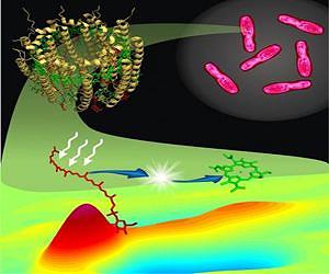Study provides new insight into photosynthesis