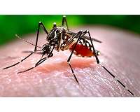 Vaccinating humans to protect mosquitoes from malaria