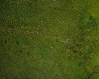 Earthworms build huge mounds dotting tropical wetlands in South America
