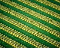 Climate change will reduce crop yields sooner than we thought