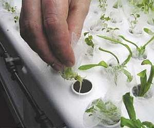 Can We Grow Crops On Other Planets