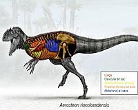 New Meat-Eating Dinosaur From Argentina Had Bird-Like Breathing System