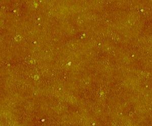 Ions, not particles, make silver toxic to bacteria