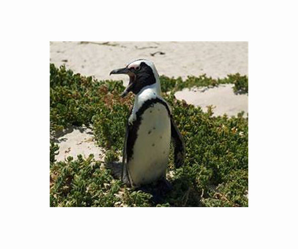 Bees kill dozens of endangered penguins in South Africa