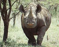US second to China in illegal wildlife trade: official