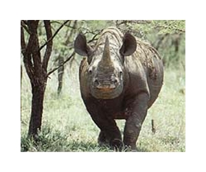 Kenya arrests rhino poaching ring