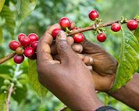 Vietnam coffee production hit by extreme weather: official
