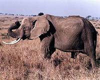 Botswana tries spicy solution to keep elephants at bay
